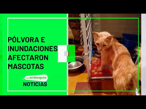 Pólvora e inundaciones afectaron mascotas  - Teleantioquia Noticias