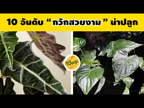 10-อันดับ-กวักสวยงาม-กวักมรกตด 10-อันดับ-กวักสวยงาม-กวักมรกตด