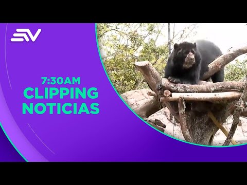 Timo, el oso andino, es el nuevo huésped del Zoológico de Quito | Televistazo en la Comunidad