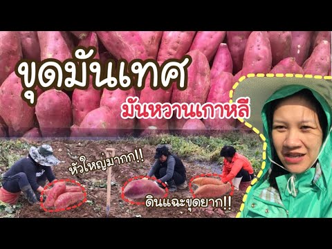 EP.24พาขุดมันหวานมันเทศเกาหล