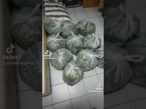 ใบคัดสวยๆครับสั่งเยอะลดได้อีก