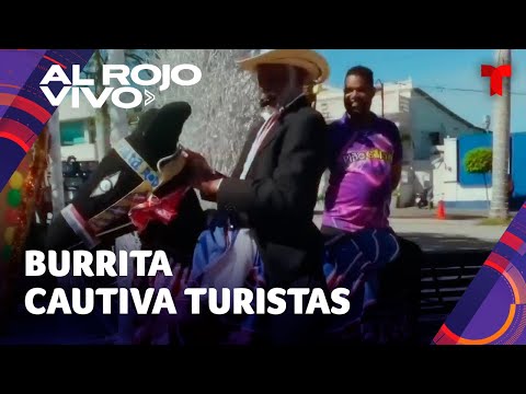 'Burra' que baila se ha convertido en ícono de República Dominicana