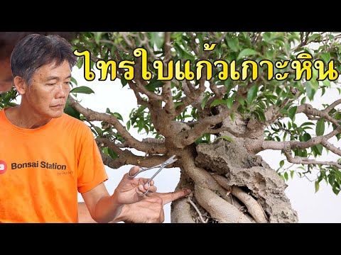 ไทรใบแก้วเกาะหินไม้ยุคแรกของป