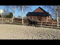 Dressuurpaard Zeer interessant gefokte 3 jarige merrie van Just Wimphof