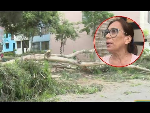 San Juan de Lurigancho: Árbol cae y casi aplasta a vecinos