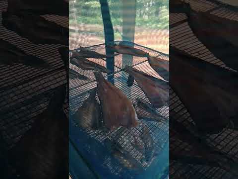 ฝนตกฉ่ำๆที่บ้าน