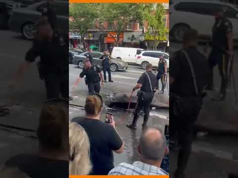 Cavalo de charrete passa mal e cai em rua de Nova York por calor #shorts