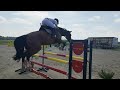 Show jumping horse Rechtstreeks van fokker: 7-jarige sport-/fokmerrie, allround