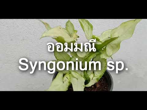 Syngonium-Orm-Manee-ต้นออมมณี- Syngonium-Orm-Manee-ต้นออมมณี-