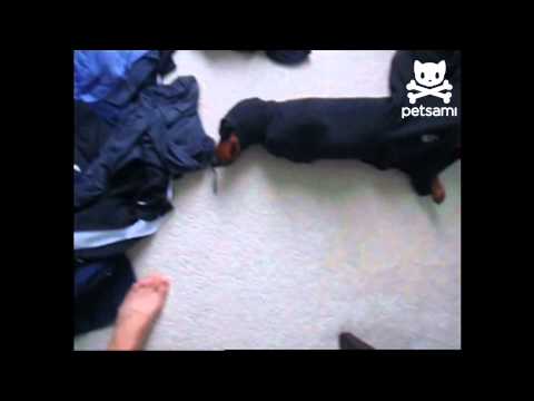 Cute puppy gets stuck in a sweater