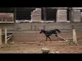 Springpaard 3.5 jarige merrie v. D'aganix 2000 Z x Der Senaat 111