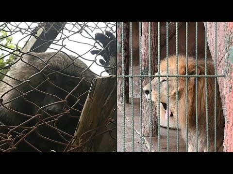 Hambruna y abandono en el antiguo zoológico de los narcos en Honduras | AFP