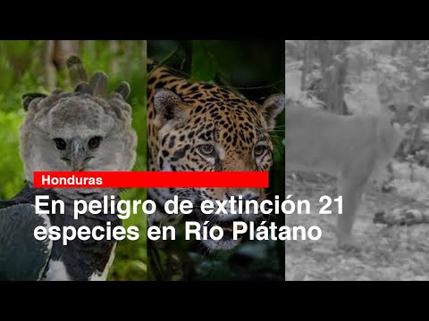 En peligro de extinción 21 especies en Río Plátano