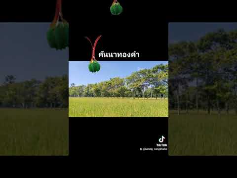 คันนาทองคำ คันนาทองคำ
