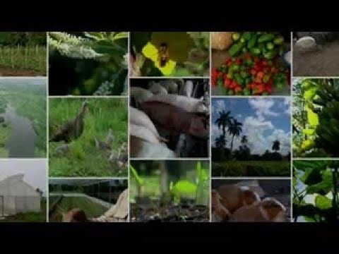 Jardín Botánico, un enclave natural y de las ciencias en Cienfuegos