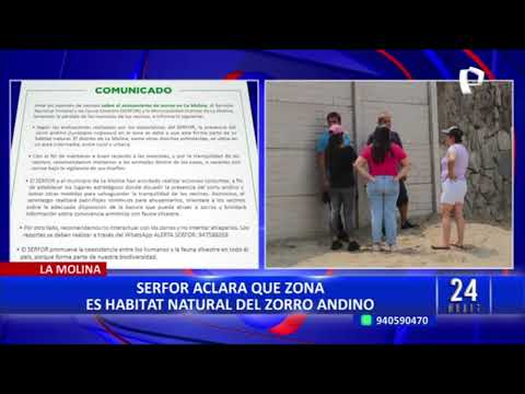 Zorros en La Molina: Serfor pide a vecinos mantener a sus mascotas dentro de casa (2/2)