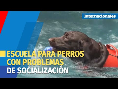 Escuela en Nicaragua ayuda a perros con problemas de socialización