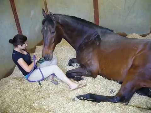 Girl and Horse - Great Bond - the original video