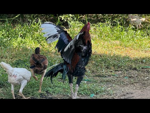 เลี้ยงไก่ปลายฝนต้นหนาวแบบไหนให