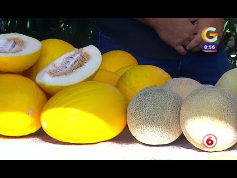 Los beneficios del melón para nuestra salud
