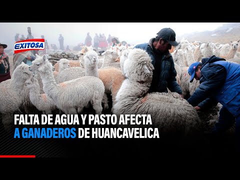 Falta de agua y pasto afecta a ganaderos de Huancavelica