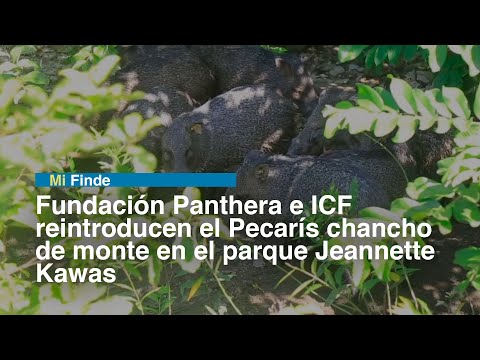 Fundación Panthera e ICF reintroducen el Pecarís chancho de monte en el parque Jeannette Kawas