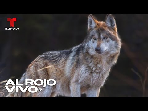 Capturan a lobo mexicano para conseguirle pareja y que se pueda reproducir