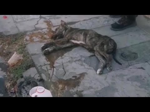 Más de 20 perros callejeros habrían sido envenenados en Venado