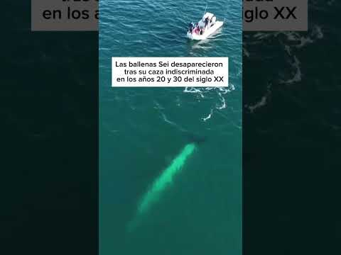 PATAGONIA | El regreso de las ballenas sei a Argentina #shorts