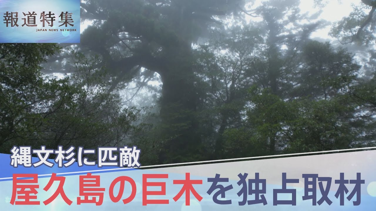 Giant Ancient Trees Discovered in Yakushima | News On Japan