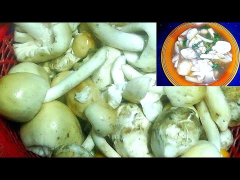 สอนทำแกงเห็ดไข่ห่าน(เห็ดระโงก