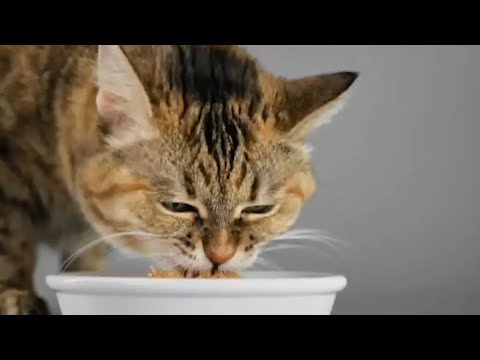 Importancia de los omegas en los gatos
