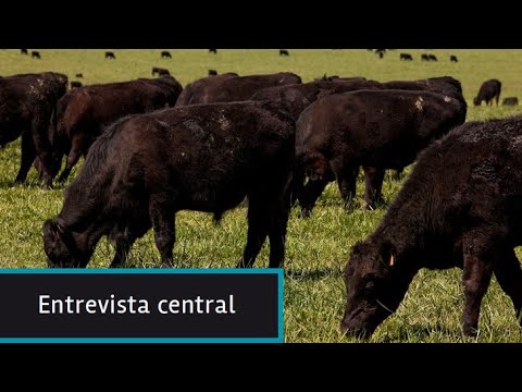Bonos de carbono: ¿La ganadería como parte de la solución para disminuir la temperatura del planeta
