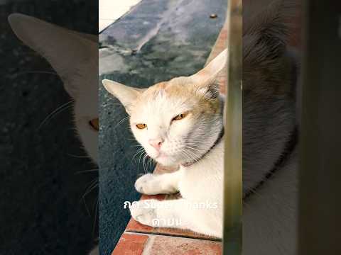 แมวขาวลายส้มรอแฟนกดSuperThan