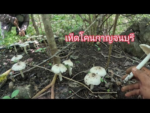 เจอเห็ดโคนที่จังหวัดกาญจนบุรี