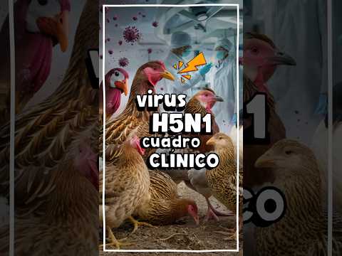 Síntomas de la gripe aviar H5N1 que reportan los científicos ¿riesgo de pandemia? #shorts