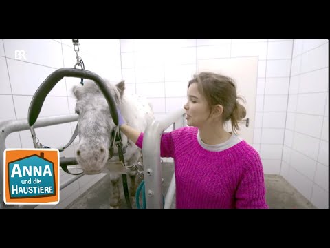 Ein Tag in der Tierklinik | Information für Kinder | Anna und die Haustiere | Spezial