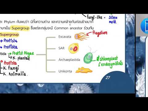 EP12DProtista01