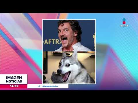 ¡Pedro Pascal es comparado con el meme de un perrito! | Noticias con Crystal Mendivil