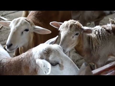 Nicaragua inaugura granja experimental de ganado ovino y caprino
