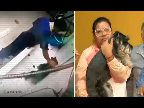 ¡Maltrato animal en SJL! Trabajador de veterinaria golpea a cachorro mientras lo bañaba