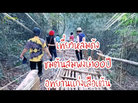 มาดามคันทรี่ ต้นสมพงษ์ต้นไม้ใหญ่อายุ100ปีหล่มด้งอุทยานแก่งเสือเต้นมาดามคั มาดามคันทรี่ ต้นสมพงษ์ต้นไม้ใหญ่อายุ100ปีหล่มด้งอุทยานแก่งเสือเต้นมาดามคั