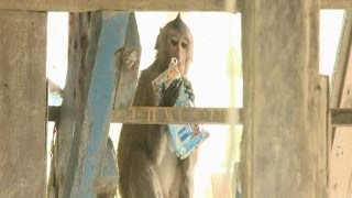 فيديو : القردة تهاجم المنازل في تايلاند وتقوم بسرقة المنازل