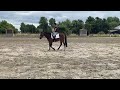 Allround-pony Leuke kinderpony