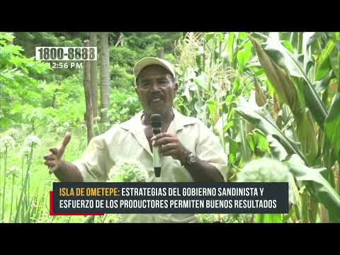 En Ometepe no solo se produce plátano, también se produce cebolla - Nicaragua