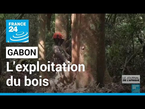 Le Gabon veut limiter sa dépendance au pétrole par l'exploitation durable du bois • FRANCE 24
