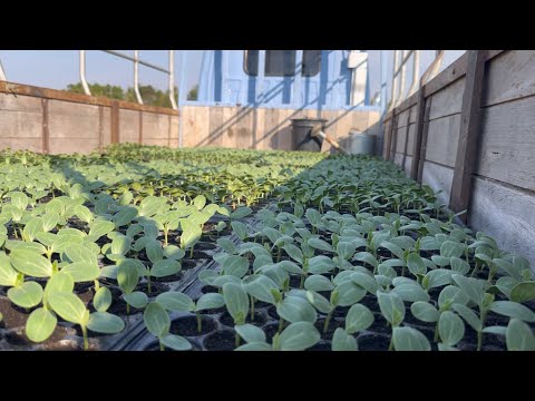 ลงปลูกแตงโม4ไร่ครับแปลงนี้🍉คว