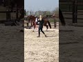 Dressage horse 3 jarige fok/sport merrie