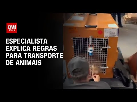Especialista explica regras para transporte de animais | AGORA CNN