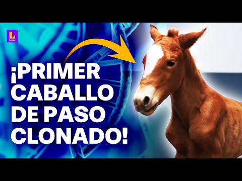 ¡Así lograron clonar el primer caballo de paso peruano! Nació en buenas condiciones